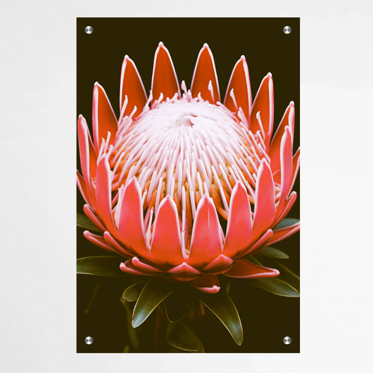 Australian Native Plant Protea Black Backdrop  | Australiana Wall Art Prints - The Canvas Hive