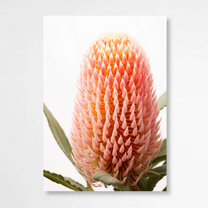 Blush Banksia Beauty | Australiana Wall Art Prints - The Canvas Hive