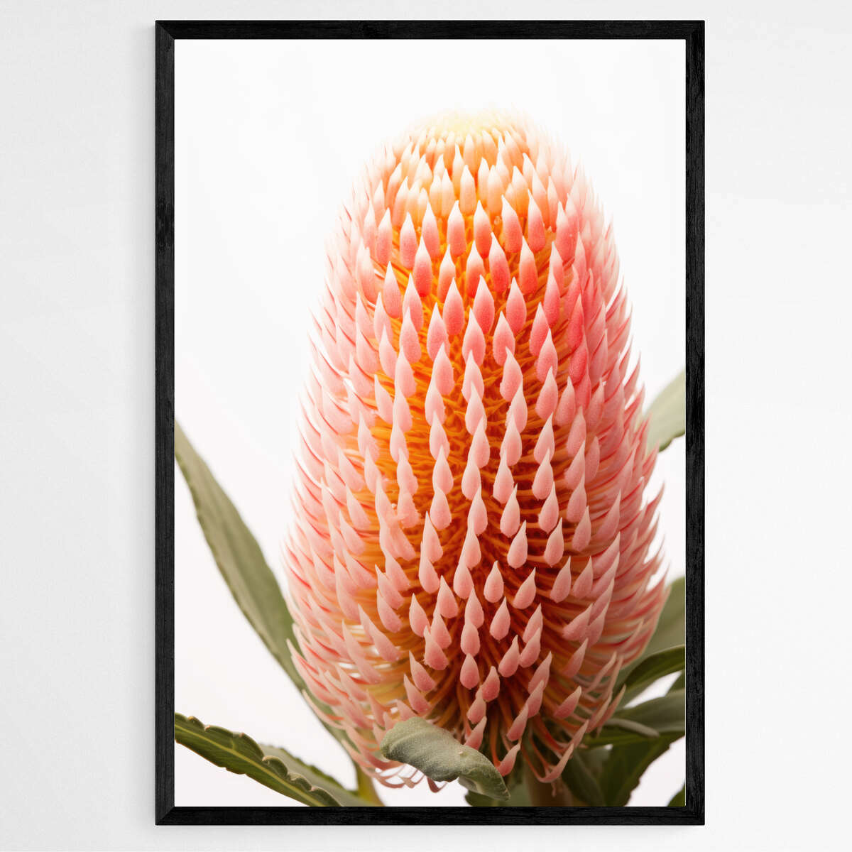 Blush Banksia Beauty | Australiana Wall Art Prints - The Canvas Hive