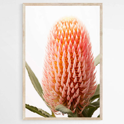 Blush Banksia Beauty | Australiana Wall Art Prints - The Canvas Hive