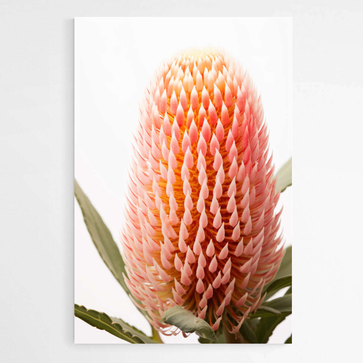 Blush Banksia Beauty | Australiana Wall Art Prints - The Canvas Hive