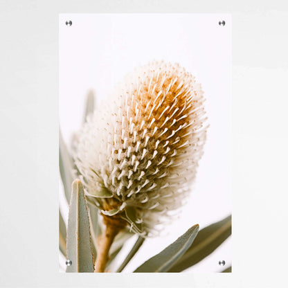 Botanical Beauty | Australiana Wall Art Prints - The Canvas Hive