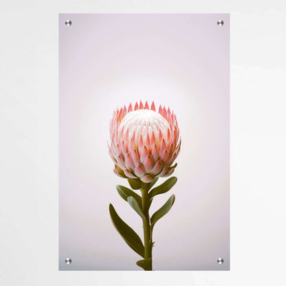 Botanical Beauty | Australiana Wall Art Prints - The Canvas Hive