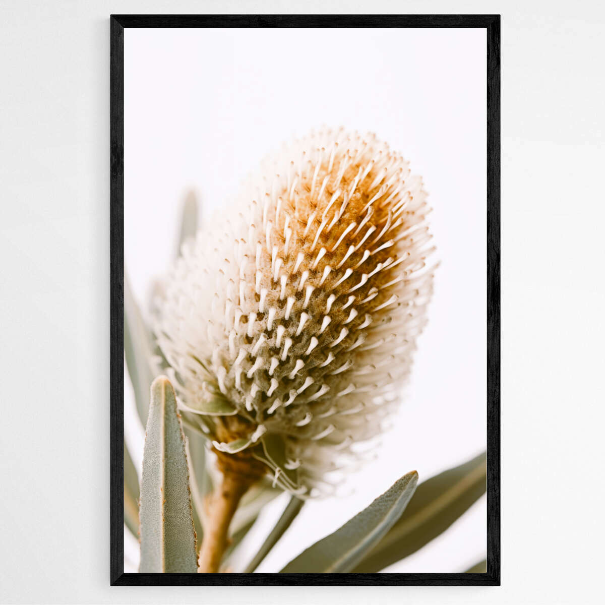 Botanical Beauty | Australiana Wall Art Prints - The Canvas Hive