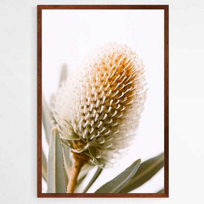 Botanical Beauty | Australiana Wall Art Prints - The Canvas Hive