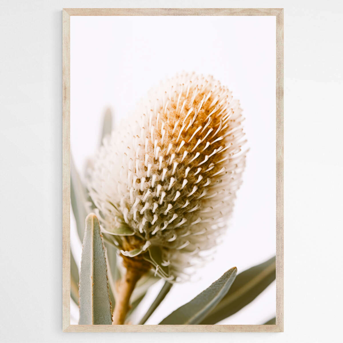 Botanical Beauty | Australiana Wall Art Prints - The Canvas Hive