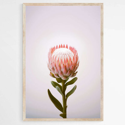 Botanical Beauty | Australiana Wall Art Prints - The Canvas Hive