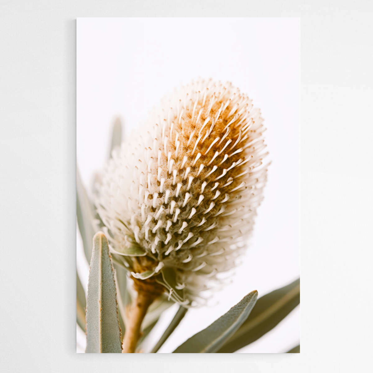 Botanical Beauty | Australiana Wall Art Prints - The Canvas Hive