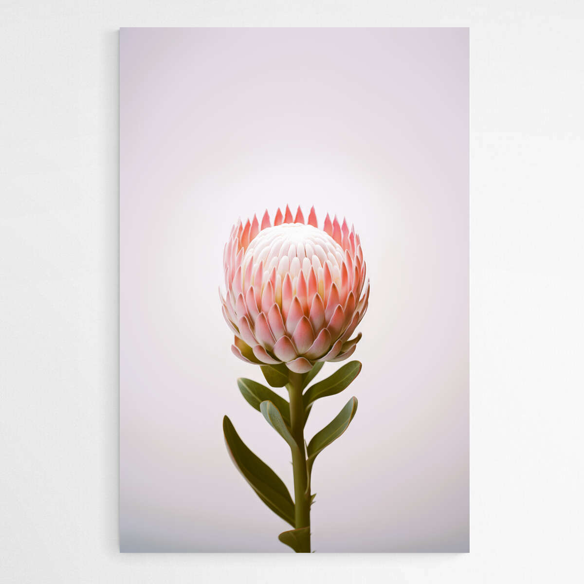 Botanical Beauty | Australiana Wall Art Prints - The Canvas Hive