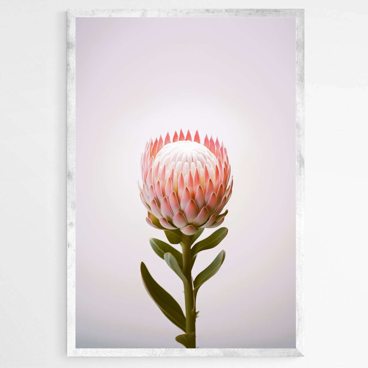 Botanical Beauty | Australiana Wall Art Prints - The Canvas Hive