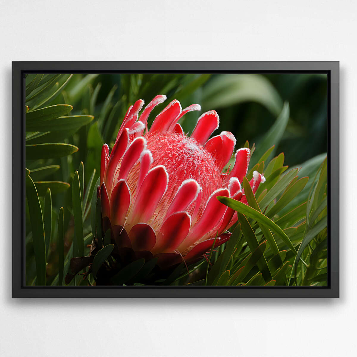 Nature's Radiance | Nature Wall Art Prints - The Canvas Hive