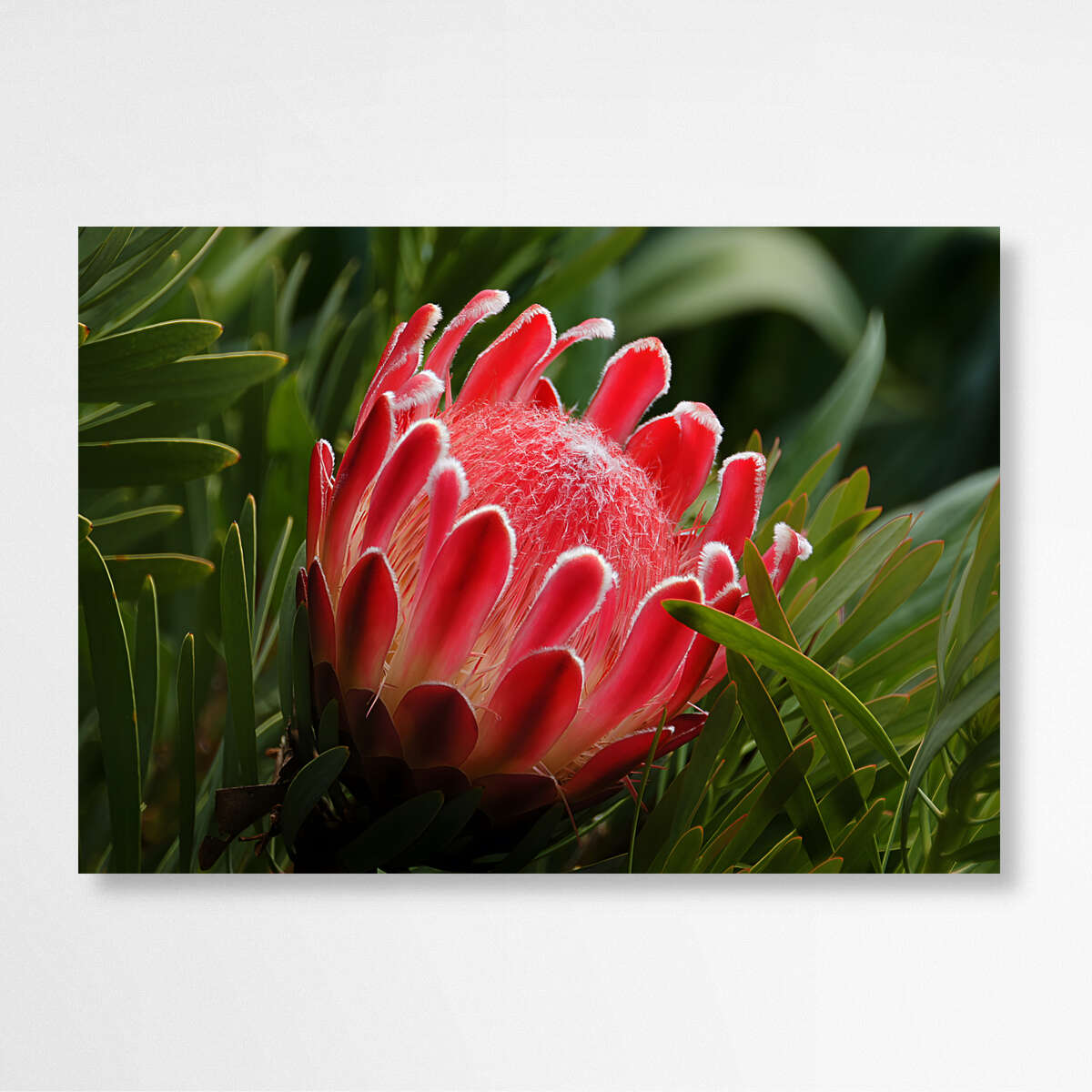 Nature's Radiance | Nature Wall Art Prints - The Canvas Hive