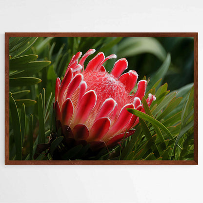 Nature's Radiance | Nature Wall Art Prints - The Canvas Hive