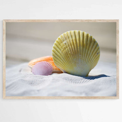 Seashell By The Sea | Beachside Wall Art Prints - The Canvas Hive