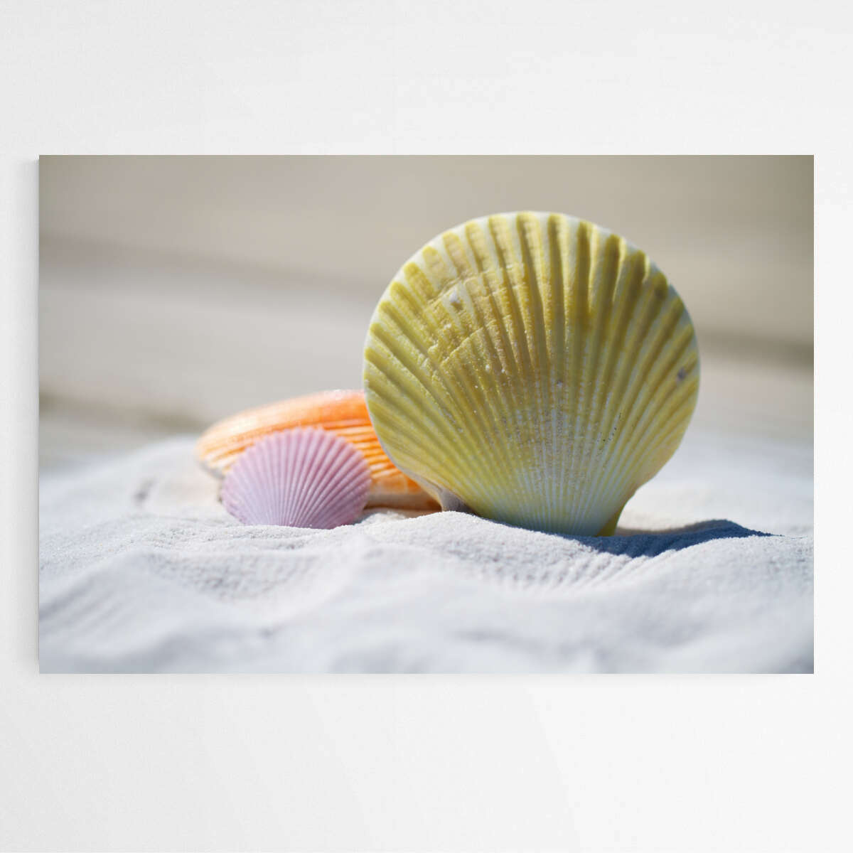 Seashell By The Sea | Beachside Wall Art Prints - The Canvas Hive