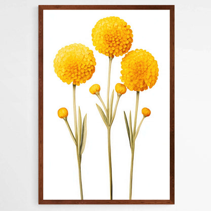 Yellow Billy Button Blooms Print | Australiana Wall Art Prints - The Canvas Hive
